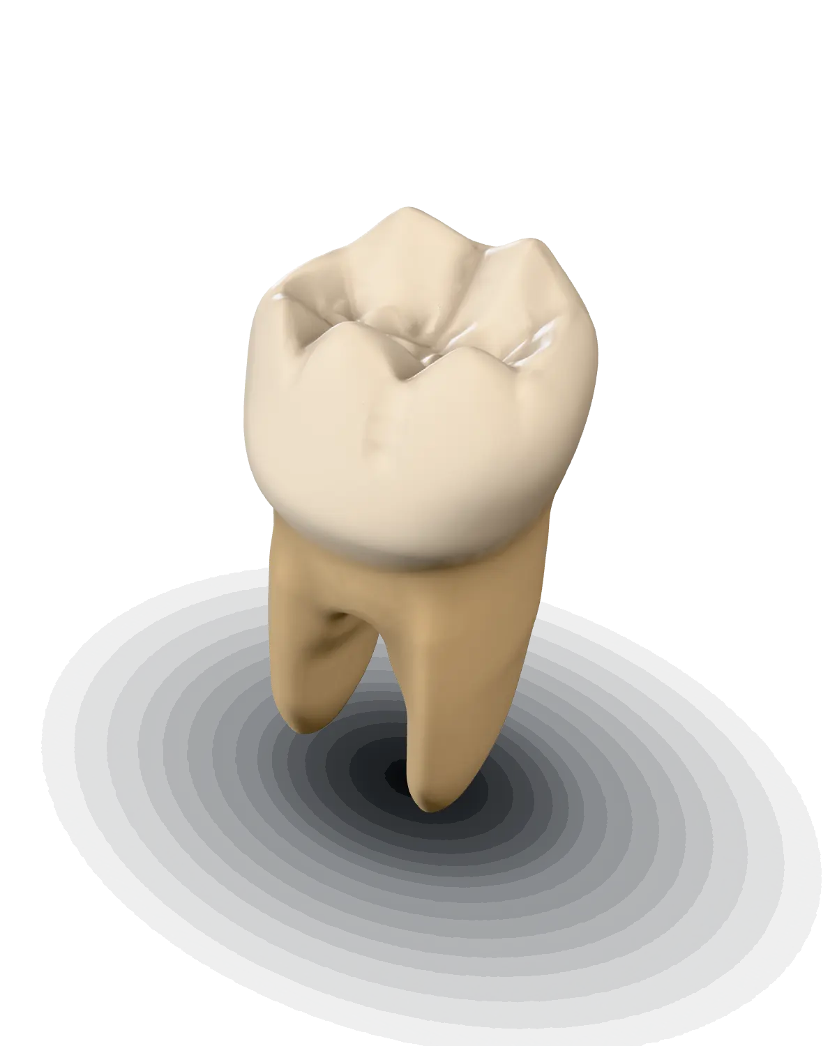 3D model of a mandibular right first molar, tooth #30, crown up, with its two roots, lit on a dark stage.
